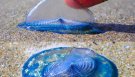 Velella velella