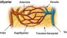 Bədənimizin saç telindən də incə əlaqə vasitəsi: kapilyarlar